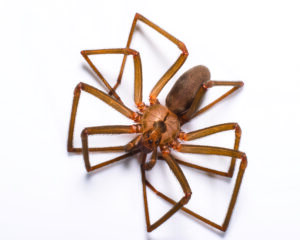 Spiders - Sprague Pest Solutions