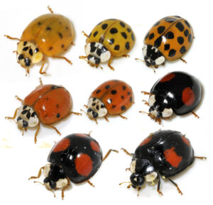 Asian Lady Beetles
