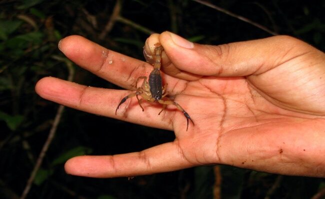 Scorpions in the Southwest United States - PestWorld