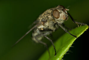 Cluster Fly