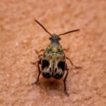 Cowpea Weevil