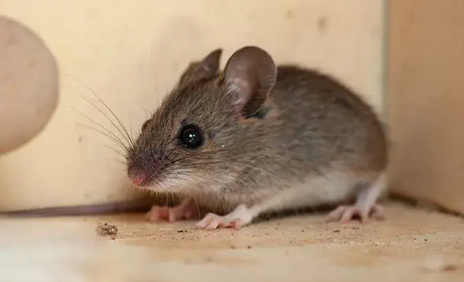 Securing the West: Protecting Businesses from Hantavirus