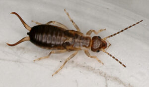 Occasional Invader earwig - Sprague Pest Solutions