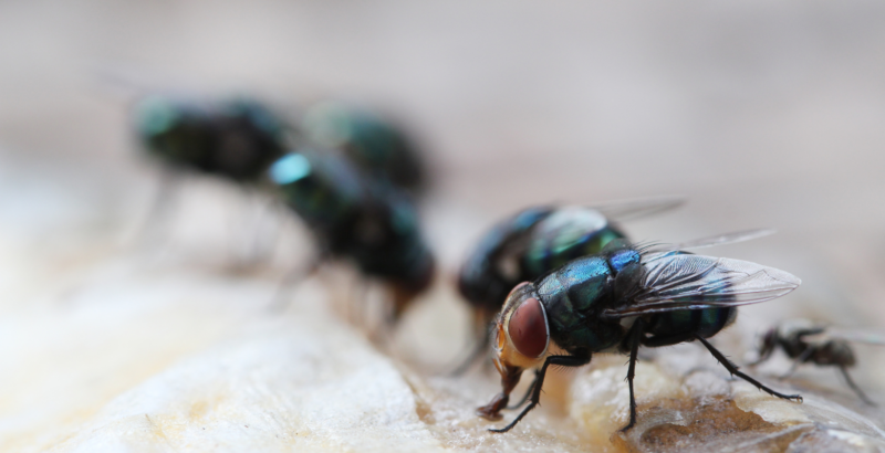 Spring Into Action: Why Fly Activity Increases in the Spring | Sprague ...