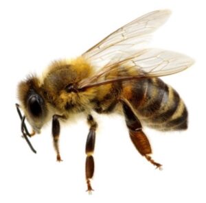 Honey Bee - Sprague Pest Solutions