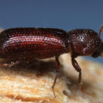 Lesser Grain Borer