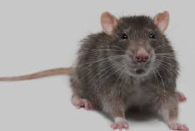 Norway rat - Sprague Pest