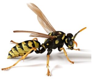 Paper Wasp - Sprague Pest