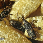 Rice Weevil
