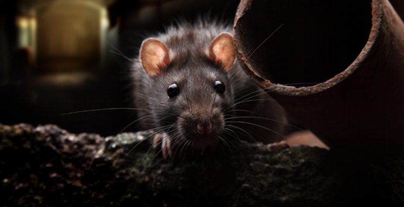 One Last Rat: Why Catching The Final Rodent Can be the Hardest