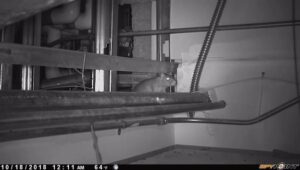 rodents on camera - Sprague Pest Solutions