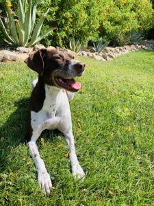 Meet Sadie – Sprague’s Canine Bed Bug Expert 1