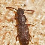 Sawtoothed Grain Beetle