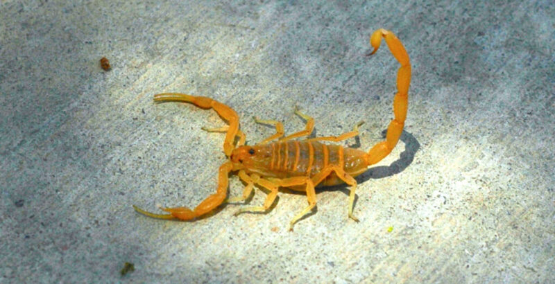Scorpions: The Heat Is On