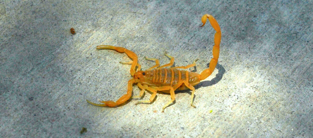 unique environment pests scorpion - Sprague Pest Solutions