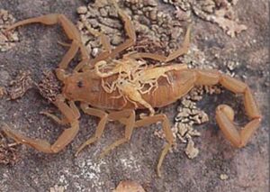 Scorpions - Sprague Pest Solutions