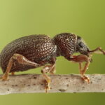 Strawberry Root Weevil