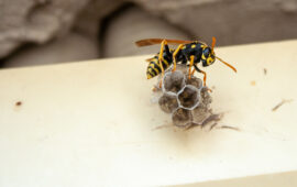 How to Tell a Paper Wasp from a Yellow Jacket in Your Parking Lot