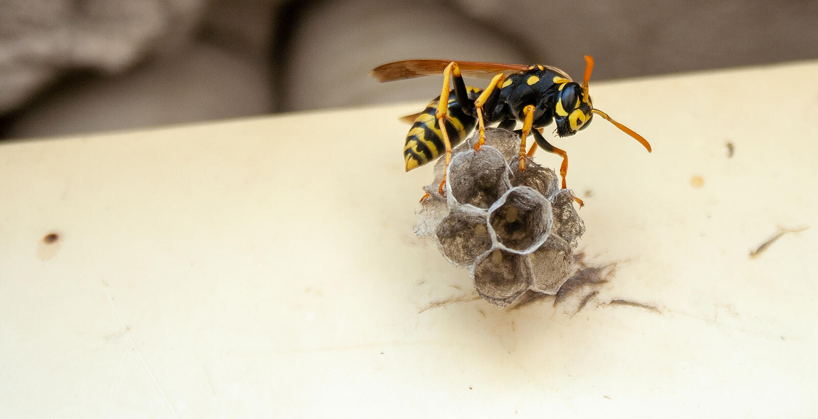 How to Tell a Paper Wasp from a Yellow Jacket Sprague Pest