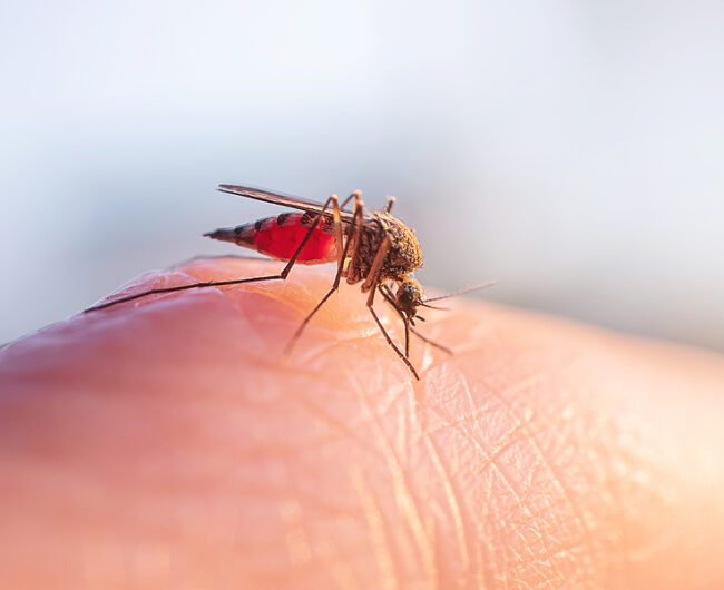 flying insect that stings eats blood on human skin