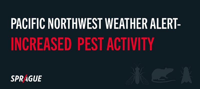 Weather Alert: Unusual Pest Activity in the Pacific Northwest Due to Heavy Rainfall