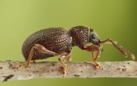 When a “Weevil” Isn’t Really a Weevil