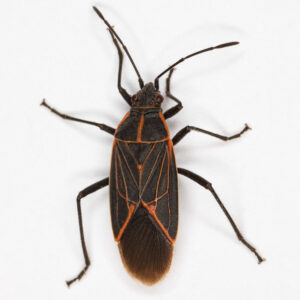 Western Box Elder bug