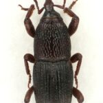 When a "Weevil" Isn't Really a Weevil