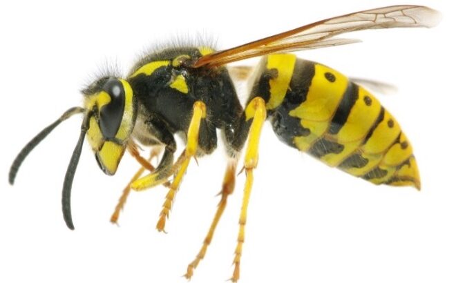 Yellowjackets and Stinging Insects: What’s the Buzz