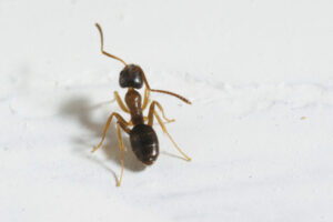 odorous house ant - spring pests Sprague Pest Solutions
