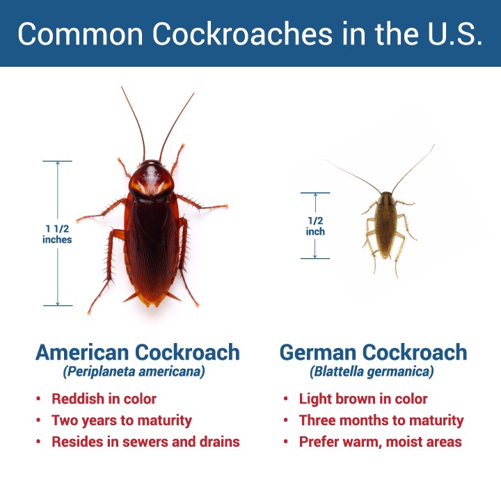Common Cockroaches in the U.S.
