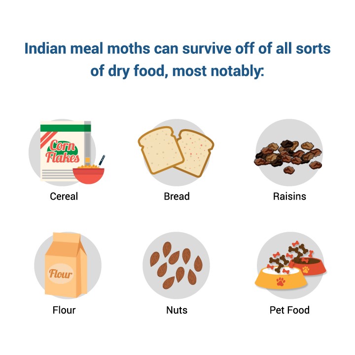 Indian meal moths can survive off of all sorts of dry food, most notably cereal, bread, raisins, flour, nuts, and pet food.