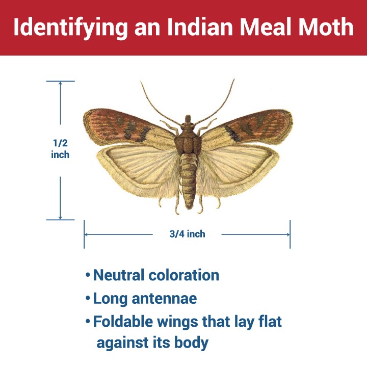 Identifying an Indian Meal Moth
