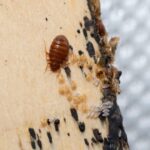 It Starts with an Egg: The Overlooked Origin of Infestations 4