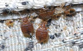 Bed bugs on a mattress - A Greener Approach to Bed Bus Sprague Pest Solutions