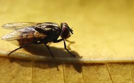 Fly Prevention and Management for Commercial Properties