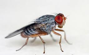 Fruit Flies are a problem inside commercial facilities - Sprague pest