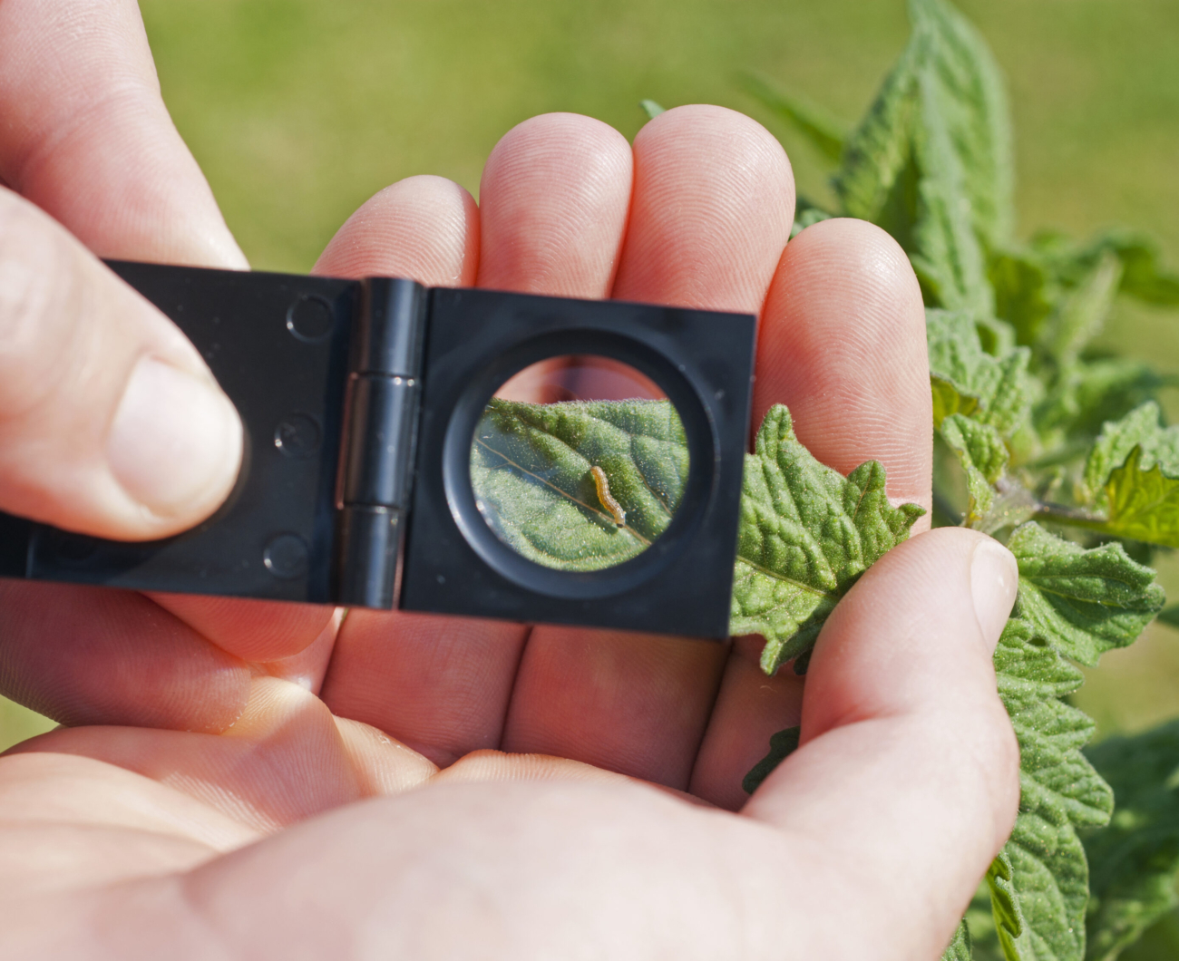 Integrated Pest Management (IPM) Sprague Pest Solutions