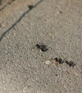 pavement ants - Sprague Pest Solutions