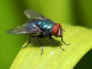 house fly - Sprague Pest Solutions