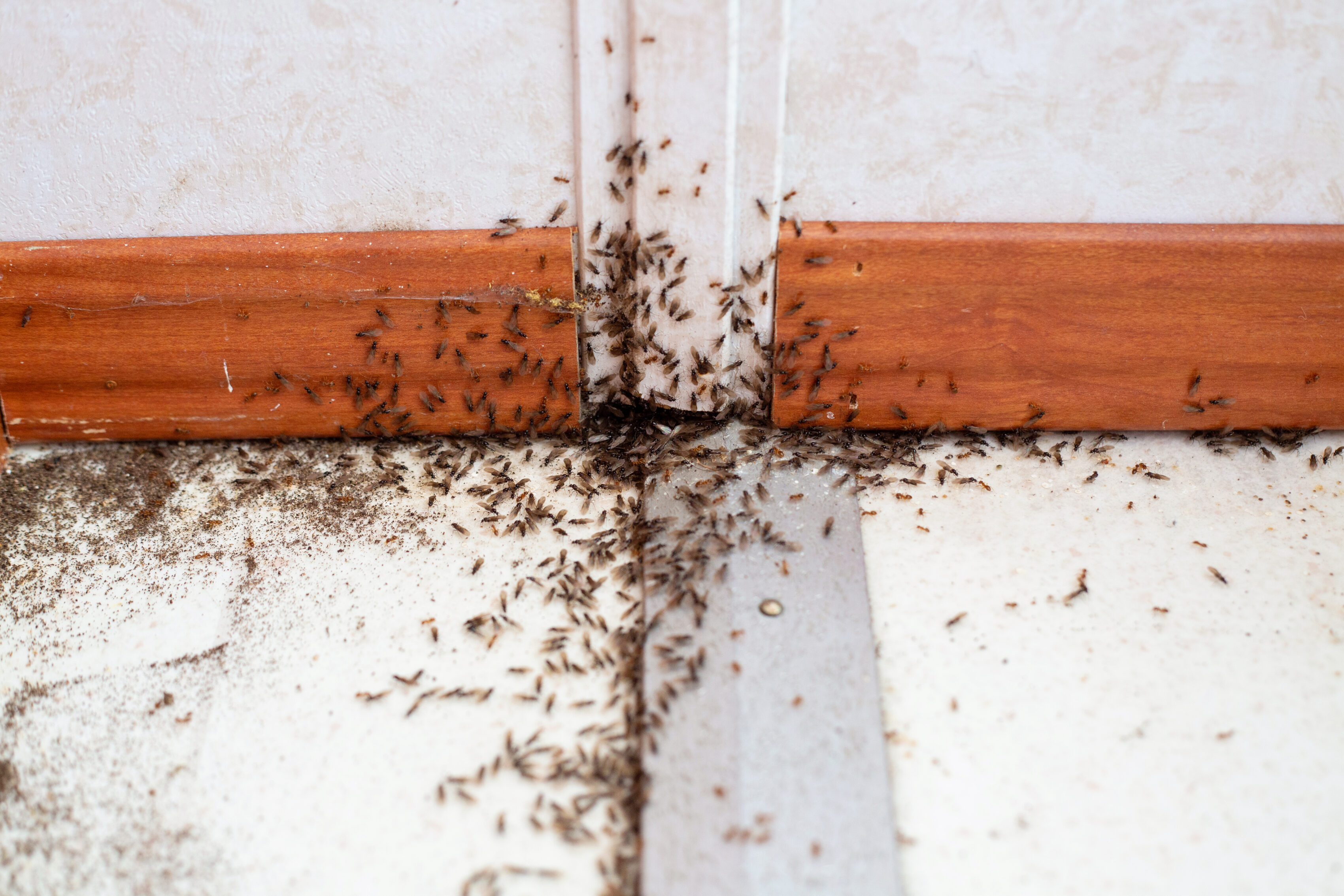 Spring Ant Control for Food Manufacturing Plants - Sprague Pest Solutions