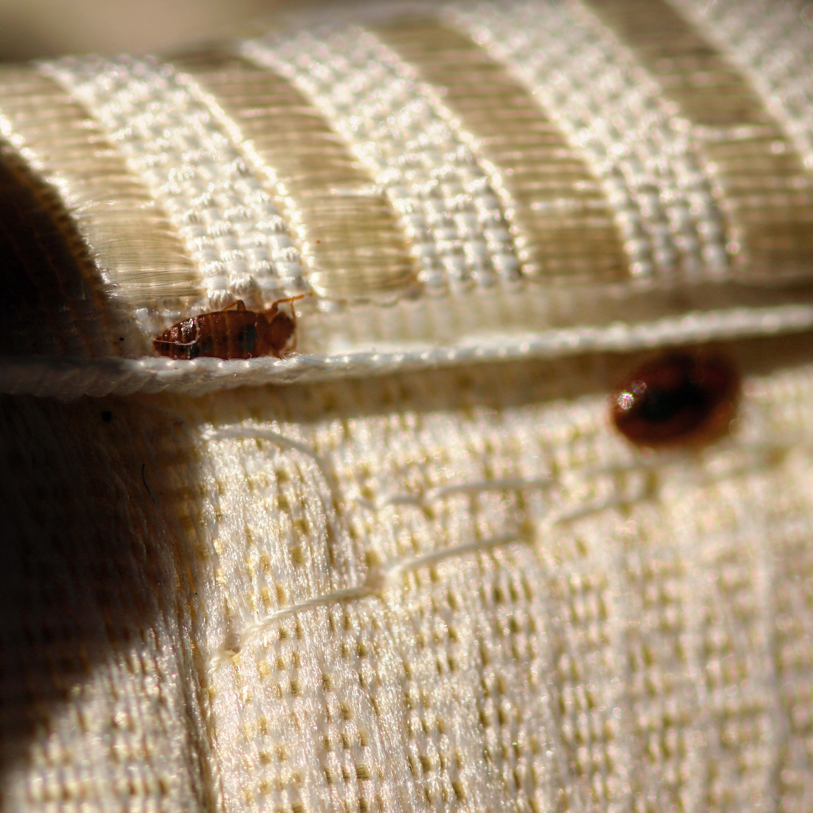 Bed Bugs and the Summer Travel Season Sprague Pest Solutions