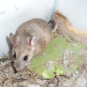 unique environment pests pack rats - Sprague Pest Solutions