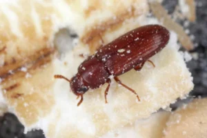 Stored Product Pests - Sprague Pest Solutions