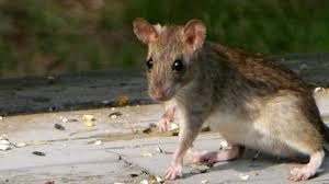 rodent awareness - Sprague Pest Solutions