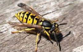 Keep Stinging Insects Out of Commercial Properties